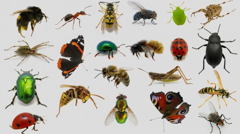 #DicaDeFérias – Conheça insetos gigantes no Parque D. Pedro Shopping 